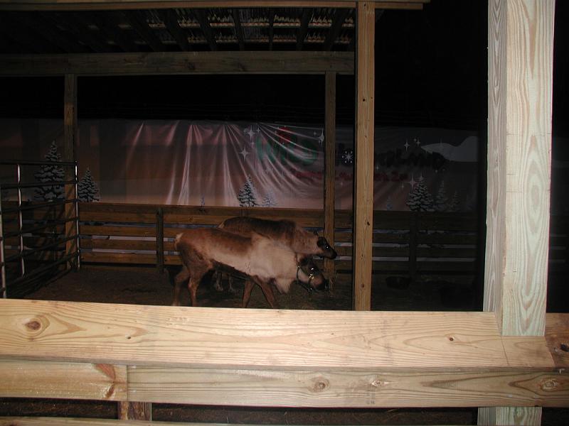 PC300067.JPG - They had brought some reindeer from Alsaka. The moment the reindeer reach Tampa they thought it was summer and they shed their anters.