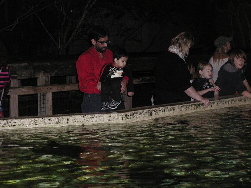 PC300074.JPG - Looking at the sting rays