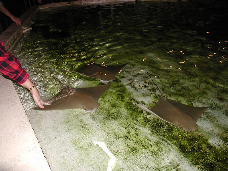 PC300076.JPG - If you are gentle you can pat the stingrays