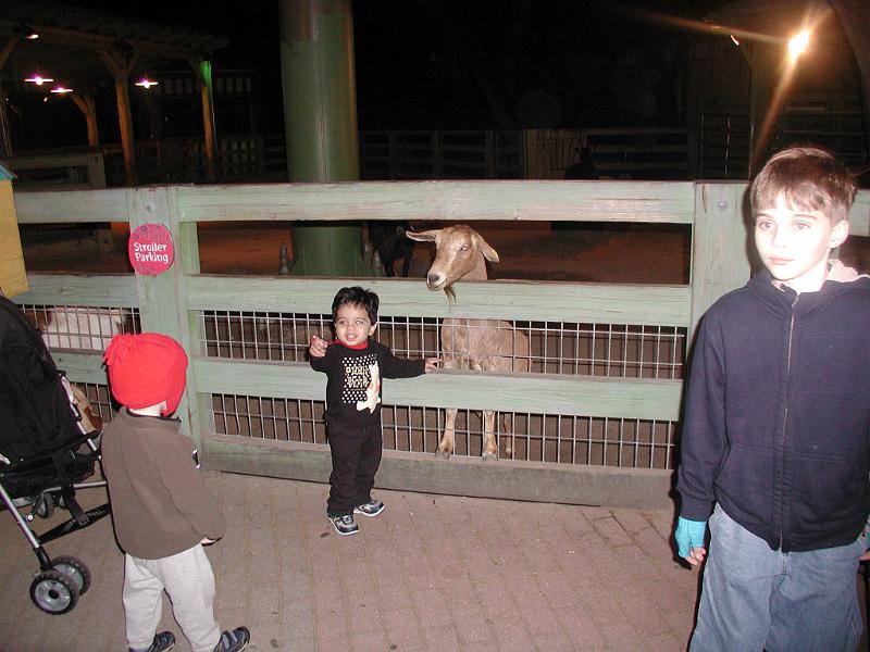 PC300094.JPG - Look Mama - goat