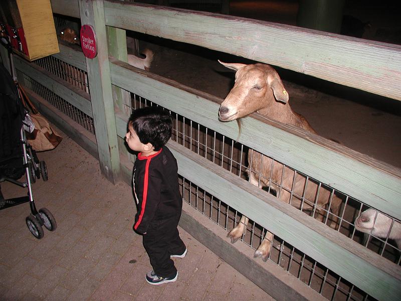 PC300095.JPG - The goat was persistent in wanting in a snack