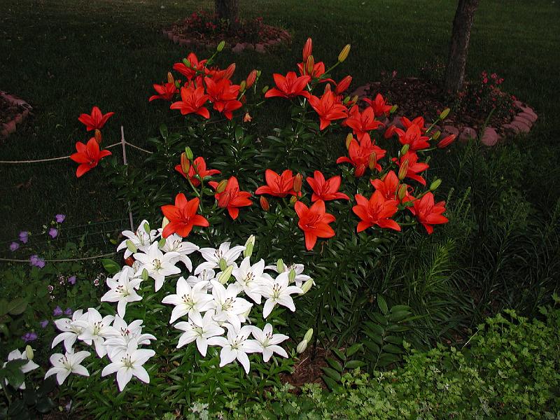 P7040015.JPG - Flowers in the backyard. July is possibly the best month to visit Wisconsin. The snow has melted, the flowers are blooming, the days are long......