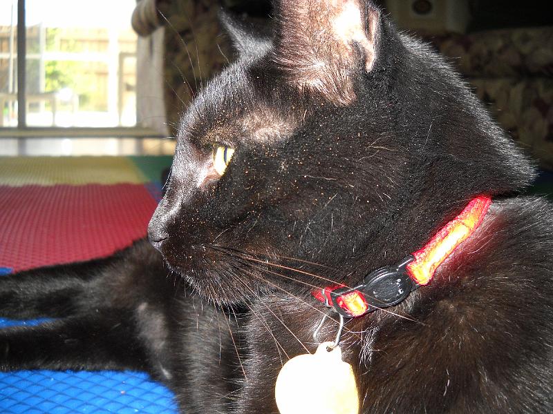 DSCN0005.JPG - Victor. The yellow spots you see is pollen. He has been rolling in the ground.