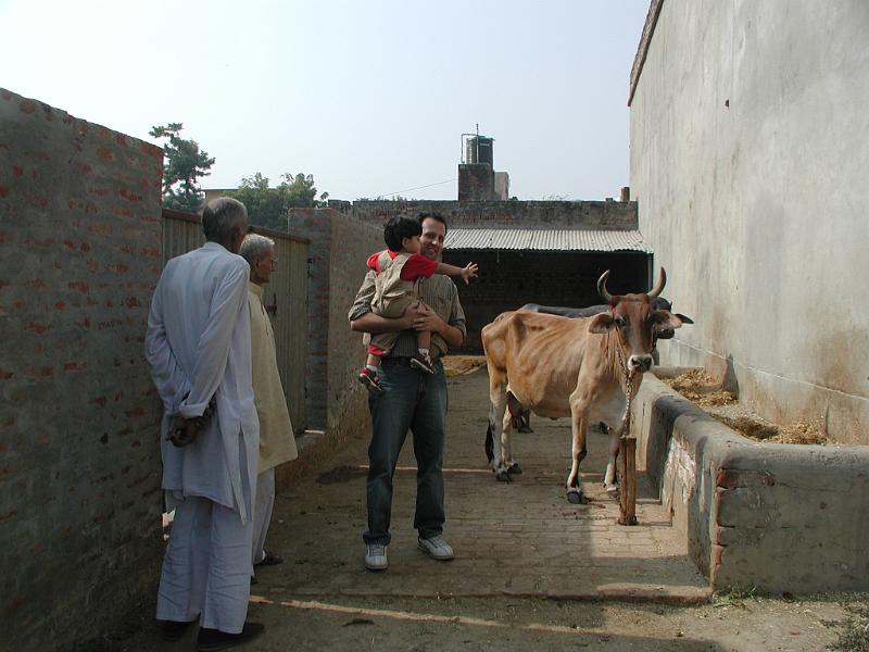 PA290137.JPG - Still in Shikarpur. Rohan with family cow
