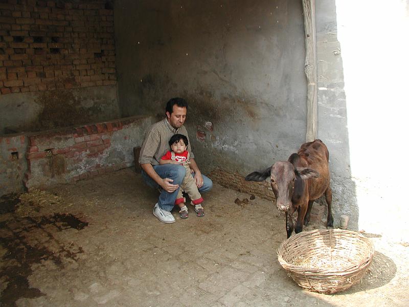 PA290140.JPG - Rohan with calf