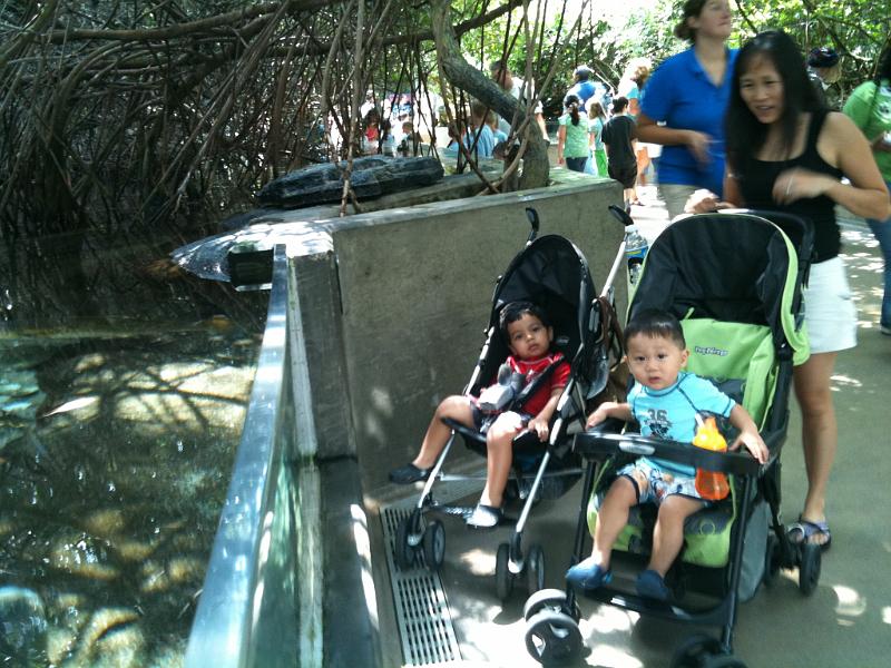IMG_0135.JPG - On May 7, Devika and Rohan went to the florida aquarium with Wanda and her son Christian. Here you see Wanda, Christian and Rohan.