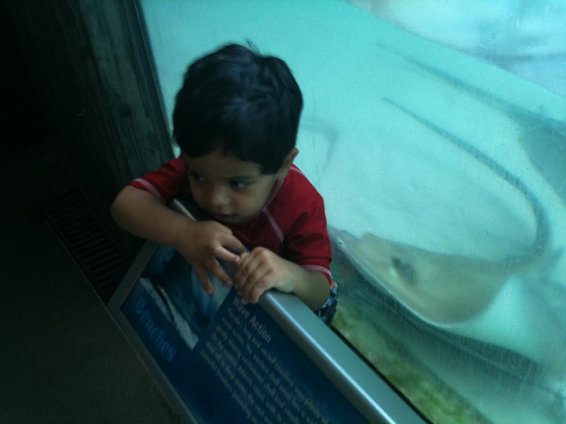 IMG_0144.JPG - The sting ray is looking at Rohan