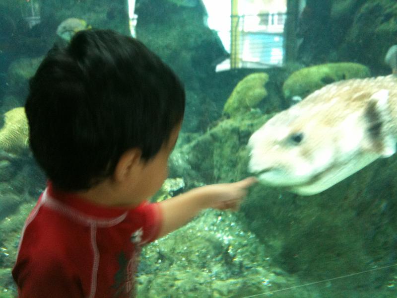 IMG_0145.JPG - Feeding the turtes. Actually there is a glass seperating them.