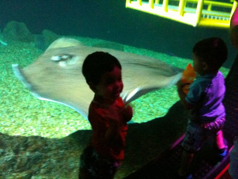 IMG_0157.JPG - That is a big sting ray