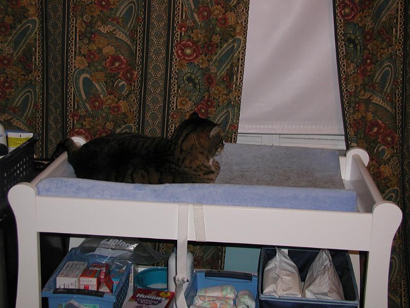 PC050048.JPG - This is DC on Rohan's changing table. DC makes sure that no cat sits on Rohans changing table. DC does not consider himself  a cat. He is furry human.