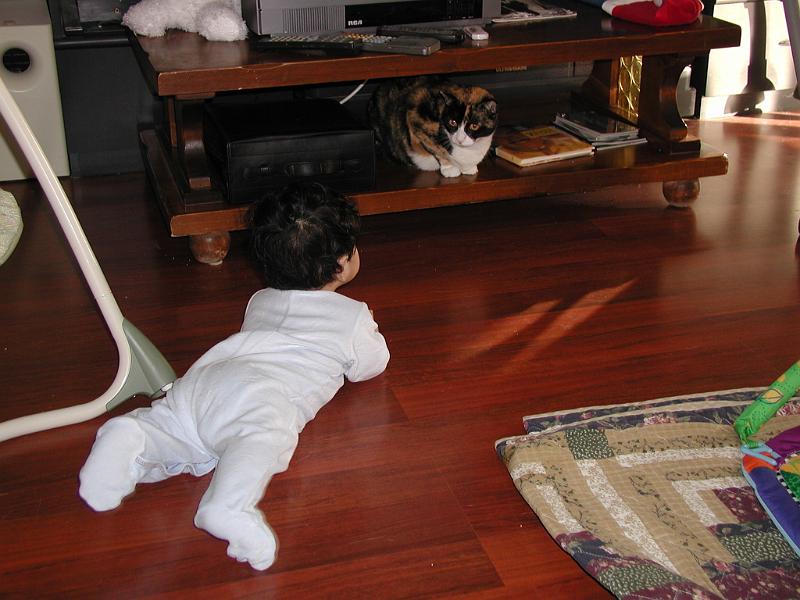 PC210056.JPG - Rohan wanting to play with Arial. Arial not sure she wants to play with Rohan