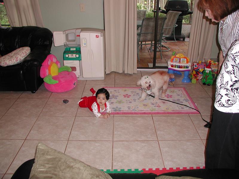 PC250070.JPG - Rohan and Ruffy. Ruffy is Ginger's dog. He is very gentle. You can see Ginger talking to Ruffy - or Rohan