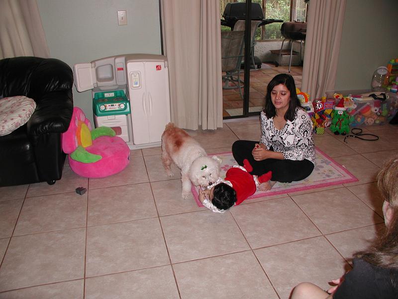 PC250075.JPG - Ruffy was not very happy being classified as cat no. 6. He is is roughhousing with Rohan.