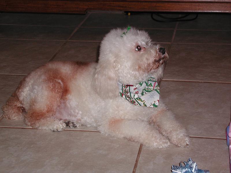 PC250081.JPG - Ruffy waiting for his presents.