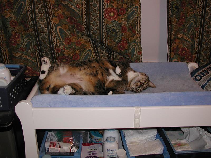 PB100046.JPG - This is DC. DC is very protective of Rohan. DC weighs the same as Rohan. Here DC is testing the changing table to make sure it can take Rohan's weight. DC is very through including taking the same posture that Rohan would take.