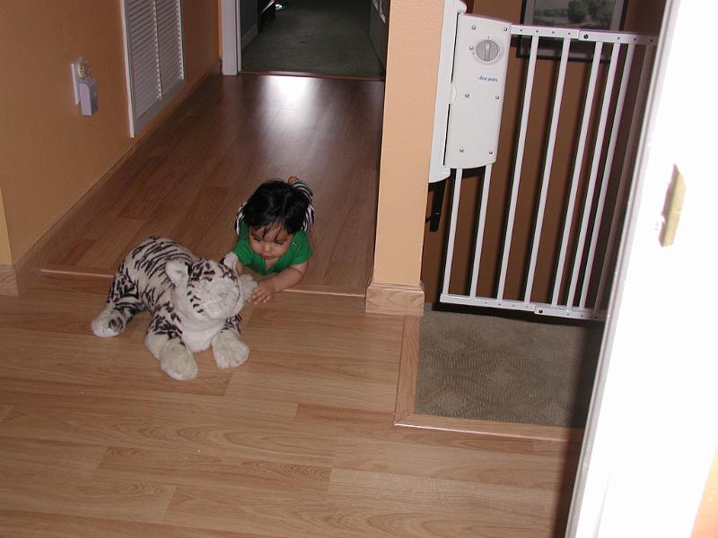 P2220067.JPG - The cats won't let him play with them because he pulls their fur. So he plays with a toy.